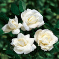 White Rose Live Plant, Can Grow As Rose Bushes Shrubs or Climbing, Fragrant Ready to Plant, Starter Size, 5 to 10 Inc Tall, Dormant in Winter