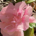 Coral Reblooming Azalea Rhododendron Plant Live in 4 Inch Pot, Azalea Rhododendron Bush Shrub, Bloom in Spring, Late Summer, Fall Rebloom