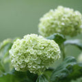 White Viburnum Tree Live Plant Shrub in Pot, 8 Months Old Bush Ready to Grow Ready to Grow Outdoor Fragrant, 6-12"