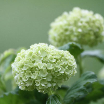 White Viburnum Tree Live Plant Shrub in Pot, 8 Months Old Bush Ready to Grow Ready to Grow Outdoor Fragrant, 6-12"
