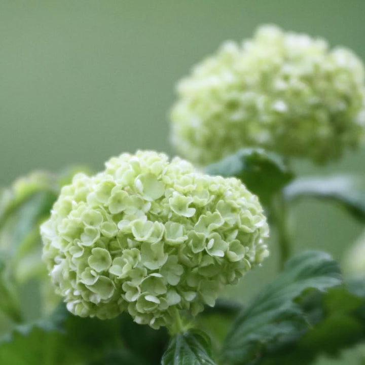 White Viburnum Tree Live Plant Shrub in Pot, 8 Months Old Bush Ready to Grow Ready to Grow Outdoor Fragrant, 6-12"