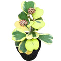 Hoya Plant Live Houseplants, Hoya Live Plant, in 4" Pot, Hoya Kerrii Variegated