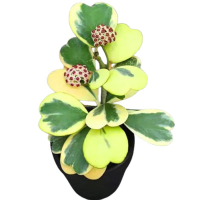 Hoya Plant Live Houseplants, Hoya Live Plant, in 4" Pot, Hoya Kerrii Variegated