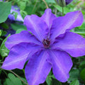 Clematis Vine Plant Live for Planting Outdoor, Clematis Plants Live, 4 to 6 Inch Tall, 2.5 Inc Pot, Perennial Fragrant Flowers Plant, Purple Clematis