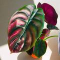 2 Rare Red Alocasia Plants Live Houseplant for Indoor Outdoor Growing, 4 to 8 Inches Tall, Rare and Hardy