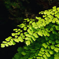 Live Fern Plant Pot, Maidenhair Fern Plant Live, 4 to 5 Inches Tall