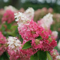 Pink Hydrangea Plant Live for Planting, 6-12" Tall, Hydrangea Tree Live Plant in Pot, Hydrangea Flowers