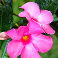 2 Pink Mandevilla Plants Live, Mandevilla Live Plant, Mandevilla Vine Plant, 4 to 6 Inc Tall, Shrub Plant Live for Indoor Outdoor, Mandevilla Plant Pot