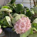 Hindu Rope Plant Live Plant, Hoya Live Plant in 3 Inches Pot to Grow