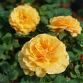 Yellow Rose Bush Plant Live, Fragrant Rose Bushes Plant Live, Rose for Planting, Starter Size, 4 to 10 Inc Tall