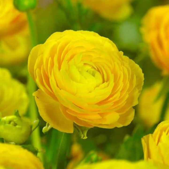 30 Ranunculus Bulbs for Planting, Ranunculus Corms, Butterfly Ranunculus Flowers Bulbs, Peony Buttercup Ranunculus for Spring Fall (Yellow Ranunculus)