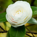 Camellia Plant Live, Camellia Japonica Plant, 10-12" Tall, 4" Pot, Hardy Flowering Shrub for Outdoor Landscaping (White Camellia)