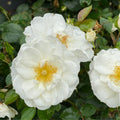 Creamy White Rose Plant Live for Planting, Rebloomer Fragrant Climbing Rose Bushes Plant Live, Roses for Planting, Starter Size, 4 to 10 Inc Tall