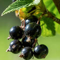 Currant Bush Live Plant, Currant Plant Live for Planting Sweet Current Plant Shrub, Currant Berries, 1 Year Bare Root, 6-12 Inch Tall (Black Currant)