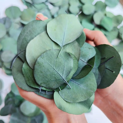 2 Silver Dollar Eucalyptus Live Plants, Live Eucalyptus Plants, Eucalyptus Plants Live, Live Eucalyptus Trees, Live Eucalyptus Plants Indoor
