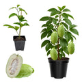 2 High Yield Passion Fruit Plants Live, Giant Climbing Passion Vine Tree Live Plant for Outdoor Growing, 5-9" in Tall, Fast Growing Perennial Sweet and Edible Fruits