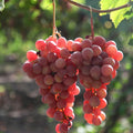 Seedless Grape Vine Live Plant for Planting, 6-10" Potted, Cold Hardy, Spring Fast-Growing and High Yielding (Red Grapes Variety)