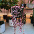 Variegated String of Hearts Plant Live, Trailing Succulent Vine Plant Live, 2.5 Inches Pot