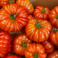Beefsteak Tomato Plants Live in 4" Pot, 4-6 Inch Tall Starter Plants, Large Slicing Tomato for Garden, Patio and Container Growing