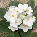 African Violets Plant Live in 4'' Pot, Fast-bloming Indoor Outdoot Flowering Plant with Vibrant Blooms (Blue African Violet)