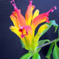 Yellow Lipstick Plans Live Houseplants in Pot, Aeschynanthus Yellow-Orange Flower Vine Décor Office, Desk Indoor Outdoor Growing