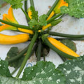2 Yellow Zucchini Plants Live for Planting, Squash Plants Live for Planting, 4 to 6 Inches Tall
