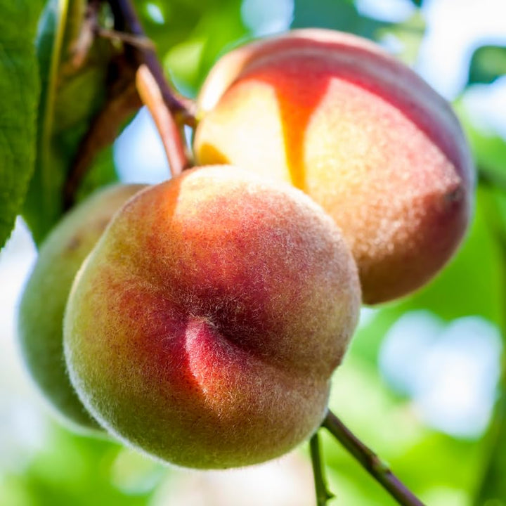 Cold Hardy Sweet Peach Tree Live Plant Well-Rooted, 6-12 Inches in Tall, No Pot, Bare Root Peach Tree for Planting, No CA