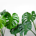 Monstera Deliciosa Live Plant, Monstera Deliciosa House Indoor Plant Live in a 4 Inches Pot
