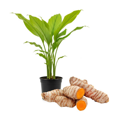 Turmeric Plant, Live Yellow Turmeric Plants, 4-6" Tall, 4 Inches Pot, Indoor Outdoor Garden Planting