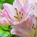 2 Pink White Lily Bulbs, Giant Lily Flower Bulbs for Planting, Lily Flowering Bulbs, Lily Spring Bulbs, Outdoor Indoor Flower Bulbs to Plant