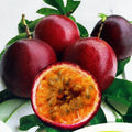 2 High Yield Passion Fruit Plants Live, Red Climbing Passion Vine Tree Live Plant for Outdoor Growing, 5-9" in Tall, Fast Growing Perennial Sweet and Edible Fruits
