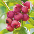 Pink Lemonade Blueberry Plant Live for Planting, Blueberry Bushes for Planting, 4"-7" Cold Hardy Blueberries Southern Highbush