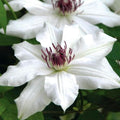 Clematis Vine Plant Live for Planting Outdoor, Clematis Plants Live, 4 to 6 Inch Tall, 2.5 Inc Pot, Perennial Fragrant Flowers Plant, White Clematis