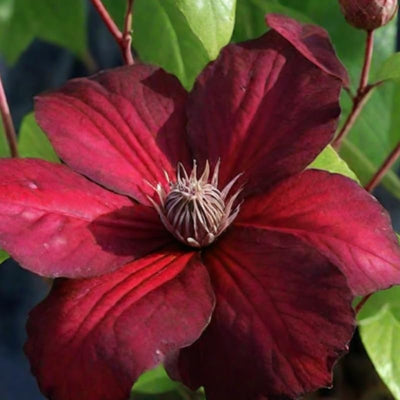 Red Clematis Live Plant in 2.5" Pot, Flowering Climbing Clematis Vine Starter for Outdoor Garden and Trellis, Well Rooted