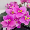 African Violets Plant Live in 4'' Pot, Fast-bloming Indoor Outdoot Flowering Plant with Vibrant Blooms (Blue African Violet)