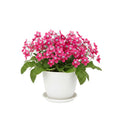 Strawberry Ice Streptocarpus Plant Live, Ladyslipper Primrose Flowering Houseplant in 3.25 Inch Pot, Indoor Blooming Plants for Planting, 4-8 Inches