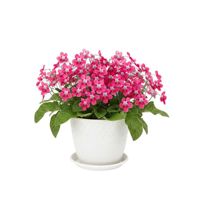 Strawberry Ice Streptocarpus Plant Live, Ladyslipper Primrose Flowering Houseplant in 3.25 Inch Pot, Indoor Blooming Plants for Planting, 4-8 Inches