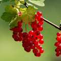Currant Bush Live Plant, Currant Plant Live for Planting Sweet Current Plant Shrub, Currant Berries, 1 Year Bare Root, 6-12 Inch Tall (Red Currant)