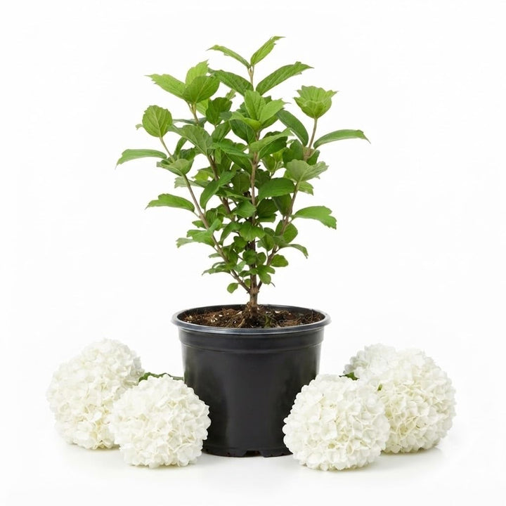 Old Fashion Viburnum Plant Live, Garden Bush, 6-10" Tall, 4" Pot