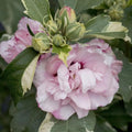 Pink Rose of Sharon Plant Live 4 Inch Container, Hardy Hibiscus Plant Live for Planting, Althea Hibiscus Syriacus Flowers