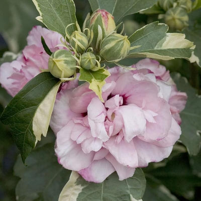 1 Pink Rose of Sharon Plant Live 4 Inch Pot, Hardy Hibiscus Shrub with Vibrant Blooms, Althea Hibiscus Syriacus Flowers