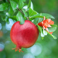 Large Sweet Fruit Pomegranate Tree Live Plant, Well Rooted, 6 to 8 Inc Tall, Delicious Large Sweet Fruit