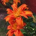 3 Double Orange Daylilies Perennial Bulbs, Daylily Bulbs for Planting, Perennial Flower Bulb