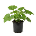2 Green Zucchini Plants for Planting, Hardy Squash Plant in 4'' Pot, Live Zucchini Plants, 4-6 Inches Tall, 2 Plants per Pot, Well-Rooted