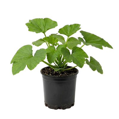 2 Green Zucchini Plants for Planting, Hardy Squash Plant in 4'' Pot, Live Zucchini Plants, 4-6 Inches Tall, 2 Plants per Pot, Well-Rooted