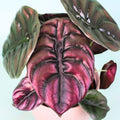 2 Rare Red Alocasia Plants Live Houseplant for Indoor Outdoor Growing, 4 to 8 Inches Tall, Rare and Hardy