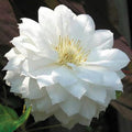 White Clematis Live Plant in 2.5" Pot, Flowering Climbing Clematis Vine Starter for Outdoor Garden and Trellis, Well Rooted
