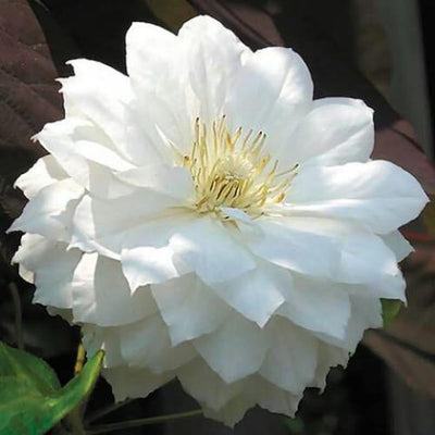 White Clematis Live Plant in 2.5" Pot, Flowering Climbing Clematis Vine Starter for Outdoor Garden and Trellis, Well Rooted