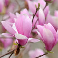2 Saucer Magnolia Trees Live Plants, Light Pink Magnolia Tree Live Plant in 2.5" Pot, 6-12 Inches