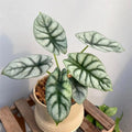 2 Silver Dragon Alocasia Plants Live Houseplant for Indoor Outdoor Growing, 4 to 8 Inches Tall, Rare and Hardy